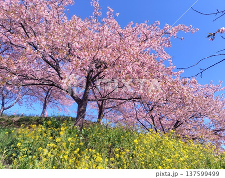 河津桜の咲く箕郷梅林の散策路 群馬県 河津桜の咲く箕郷梅林の散策路 群馬県 137599499