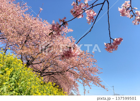 河津桜の咲く箕郷梅林の散策路　群馬県 137599501