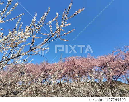 河津桜の咲く箕郷梅林の散策路　群馬県 137599503