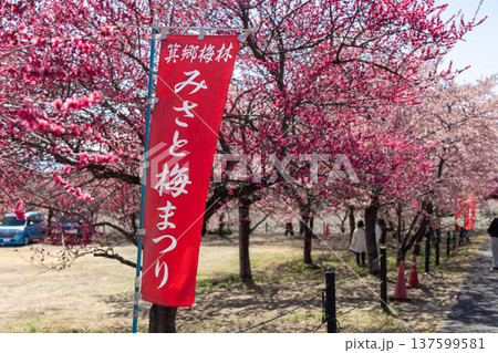 群馬県 箕郷梅林 みさと梅まつりの幟旗 群馬県 箕郷梅林 みさと梅まつりの幟旗 137599581