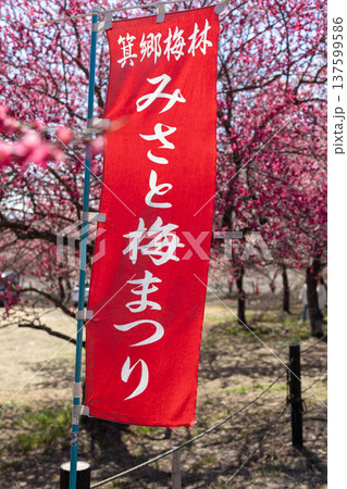 群馬県 箕郷梅林 みさと梅まつりの幟旗 群馬県 箕郷梅林 みさと梅まつりの幟旗 137599586