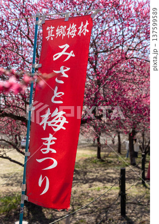 群馬県 箕郷梅林 みさと梅まつりの幟旗 群馬県 箕郷梅林 みさと梅まつりの幟旗 137599589