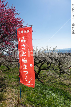 群馬県　箕郷梅林　みさと梅まつりの幟旗 137599594