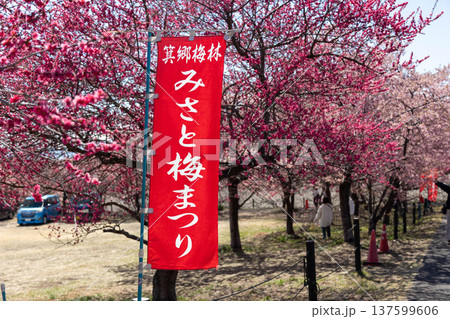 群馬県 箕郷梅林 みさと梅まつりの幟旗 群馬県 箕郷梅林 みさと梅まつりの幟旗 137599606