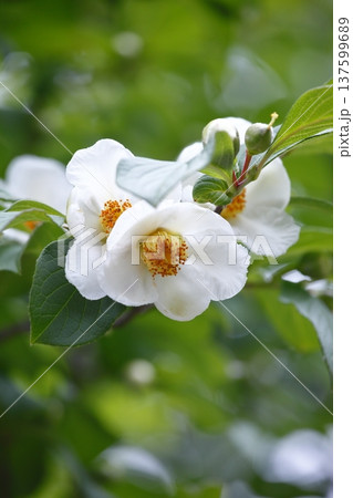 白いナツツバキの花 白いナツツバキの花 137599689