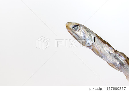 干物の小魚 干物の小魚 137600237