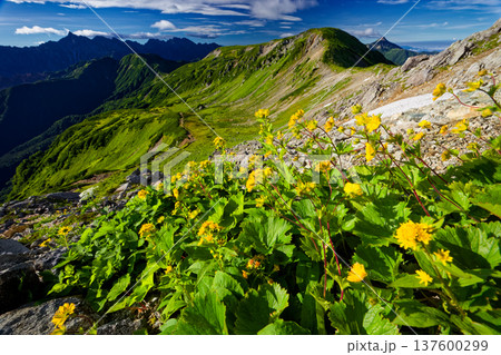 北アルプス・三俣蓮華岳のミヤマダイコンソウの花と槍・穂高連峰 北アルプス・三俣蓮華岳のミヤマダイコンソウの花と槍・穂高連峰 137600299