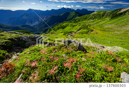 北アルプス・三俣蓮華岳のチングルマの花穂と槍ヶ岳・穂高岳の眺め 137600303