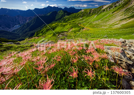 北アルプス・三俣蓮華岳のチングルマの花穂と槍ヶ岳・穂高岳の眺め 北アルプス・三俣蓮華岳のチングルマの花穂と槍ヶ岳・穂高岳の眺め 137600305