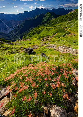 北アルプス・三俣蓮華岳のチングルマの花穂と槍ヶ岳・穂高岳の眺め 137600306
