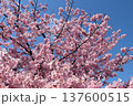 青空背景の河津桜 137600515