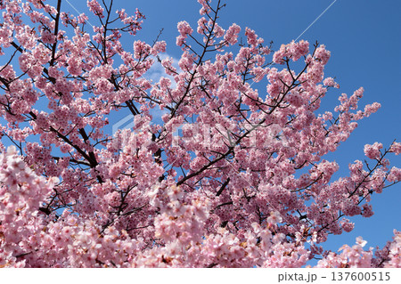 青空背景の河津桜 137600515