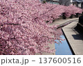 京都　淀水路の河津桜並木 137600516