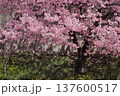 京都　淀水路の土手に咲く1本の河津桜 137600517
