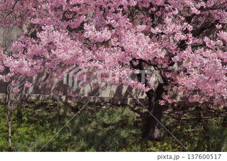 京都 淀水路の土手に咲く1本の河津桜 京都 淀水路の土手に咲く1本の河津桜 137600517