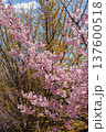 河津桜とサンシュユ 137600518
