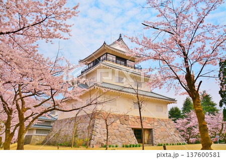 長岡城の桜 長岡城の桜 137600581