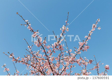 桜と青空 桜と青空 137600591