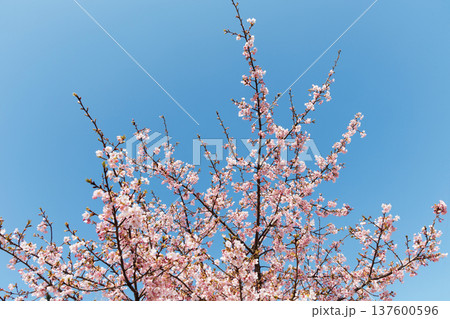 桜と青空 137600596