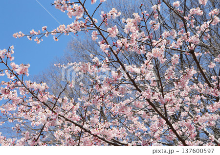 桜と青空 137600597