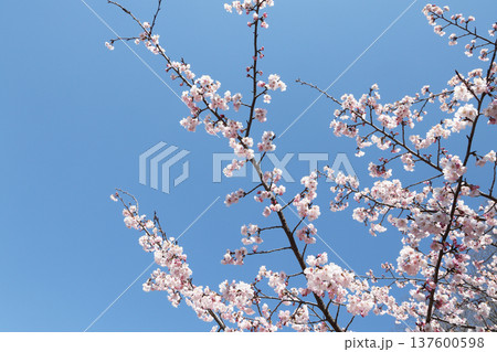 桜と青空 桜と青空 137600598