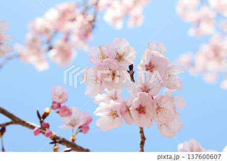 桜と青空 137600607