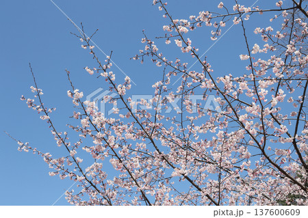 桜と青空 桜と青空 137600609