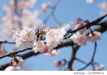 桜と青空 137600611