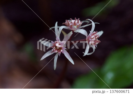 オウレンの両性花 オウレンの両性花 137600671