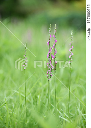 ネジバナの花 ネジバナの花 137600686