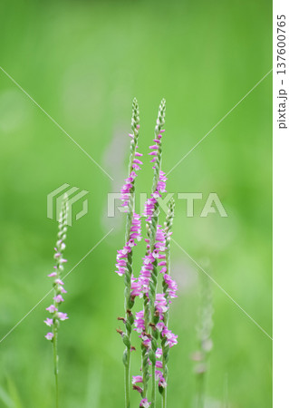 ネジバナの花 ネジバナの花 137600765