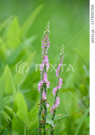 ネジバナの花 ネジバナの花 137600766
