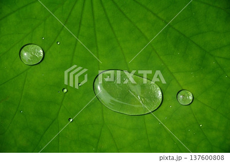 蓮の葉に溜まった水滴 137600808