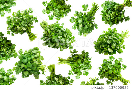Multiple cilantro bunches arranged in a seamless pattern, isolated on white background, concept of freshness and organic herbs Multiple cilantro bunches arranged in a seamless pattern, isolated on white background, concept of freshness and organic herbs 137600923