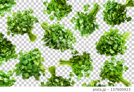 Multiple cilantro bunches arranged in a seamless pattern, isolated on white background, concept of freshness and organic herbs Multiple cilantro bunches arranged in a seamless pattern, isolated on white background, concept of freshness and organic herbs 137600923