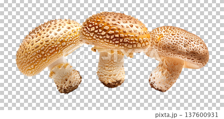 Collection of wild mushrooms with detailed textured caps, isolated on white background. Concept of fungi diversity 137600931