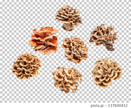 Collection of wild mushrooms with detailed textured caps, isolated on white background. Concept of fungi diversity 137600932