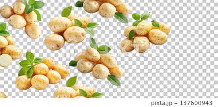Multiple clusters of fresh raw potatoes with green leaves isolated on a white background, organic food and harvest concept 137600943