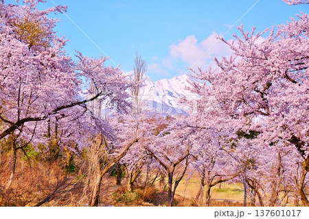満開に咲く新潟県上越市松ヶ峯池の桜・残雪の妙高山 137601017