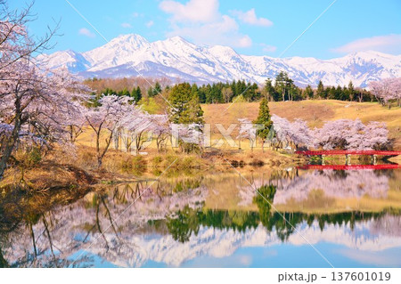 満開に咲く新潟県上越市松ヶ峯池の桜・残雪の妙高山 137601019