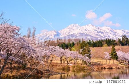満開に咲く新潟県上越市松ヶ峯池の桜・残雪の妙高山 137601021