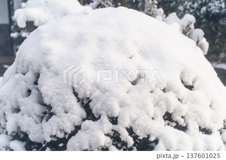 雪に覆われた庭木の冬景色③ 137601025