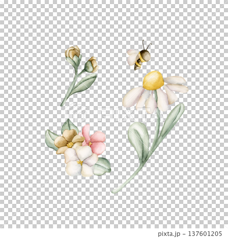 Cute Colourful Meadow Flowers Bee. Wildflowers Watercolor summer spring bloom floral illustration hand painted isolated on white background for nursery baby kids design fresh print card poster textile 137601205