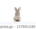 Adorable rabbit isolated on a white background 137601280
