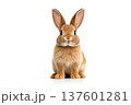 Adorable rabbit isolated on a white background 137601281