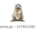 Common seal isolated on white background 137601282