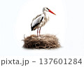 one stork in large nest isolated on white background 137601284