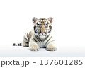 white tiger. Isolated over white background with shade 137601285