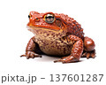 Toad Isolated on White Background 137601287