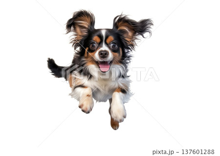 lovely and cute dog running and jumping isolated on white background lovely and cute dog running and jumping isolated on white background 137601288